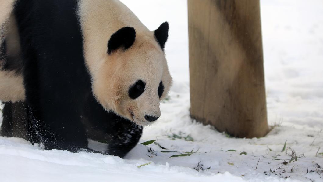 英國愛丁堡動物園12月將送當地唯一一對貓熊回歸中國。（圖／翻攝自愛丁堡動物園官網）