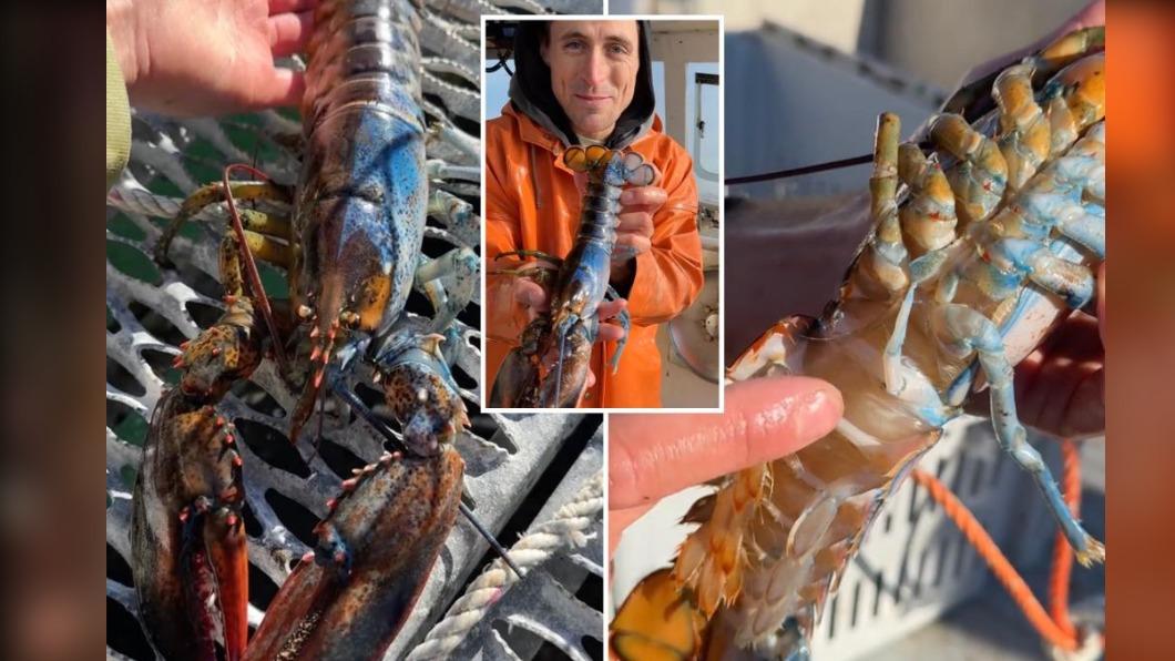美國漁民在緬因灣（Gulf of Maine）釣到超罕見雌雄同體「雙色龍蝦」。（圖／翻攝自《紐約郵報》）