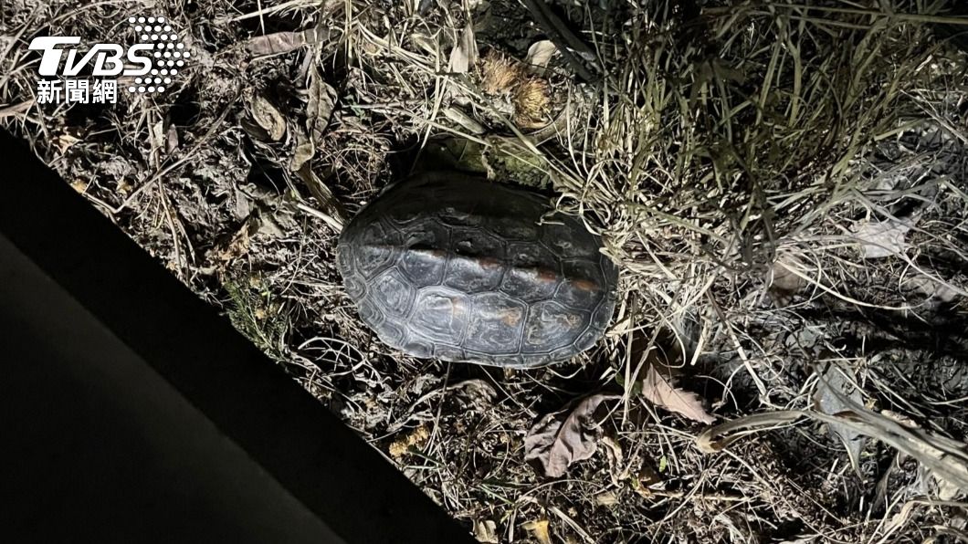 高雄民眾在路竹區大仁路與太平路橋上發現一隻食蛇龜。（圖／TVBS）