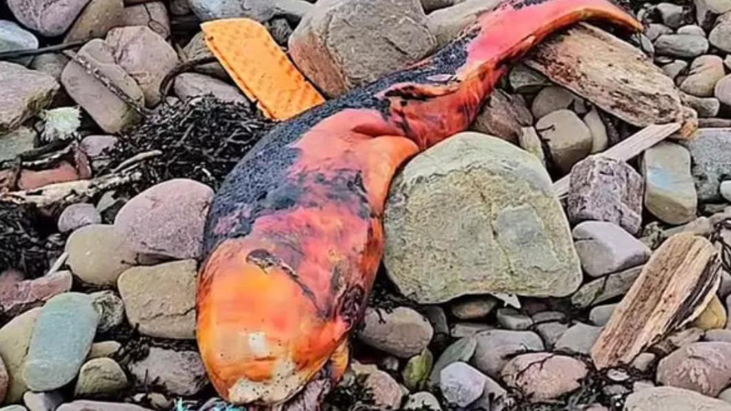 英國父子在蘇格蘭海邊發現詭異屍骸。（圖／翻攝自Ｘ＠AgrOsip7903）
