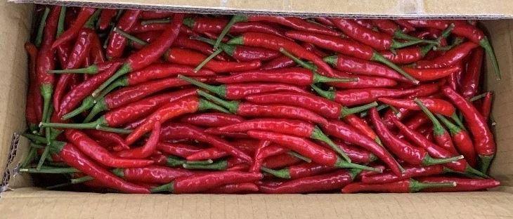 朝天椒驗出殺菌劑待克利、殺蟲劑佈飛松超標。（圖／北市政府衛生局）