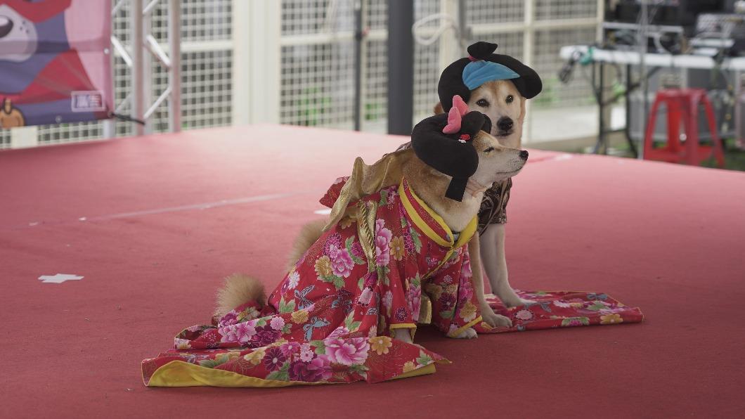狗狗們特別裝扮出席活動。(圖/TVBS)