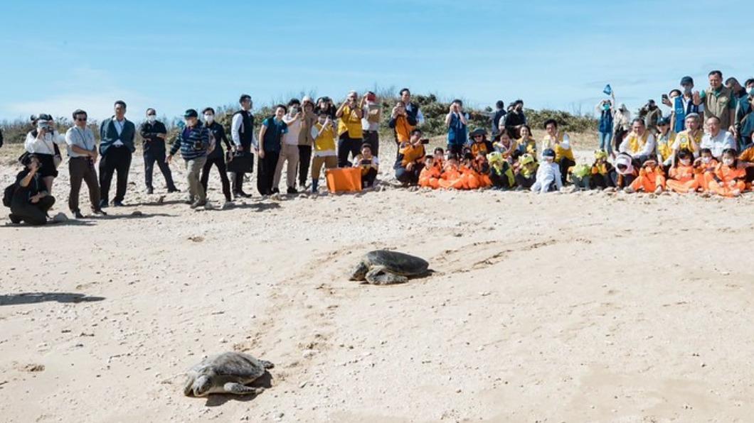 DPP Lai joins sea turtle release, advocates conservation (Courtesy of Presidential Office) DPP Lai joins sea turtle release, advocates conservation