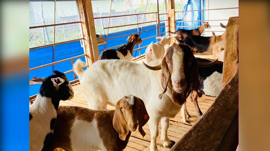 Pingtung sheep farm hit by first brucellosis outbreak (Courtesy of Pingtung County Government) Pingtung sheep farm hit by first brucellosis outbreak