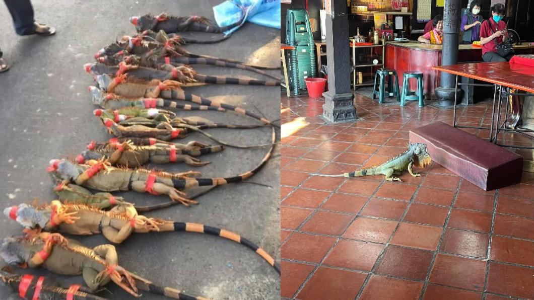 Taiwan captures 400 iguanas overnight, sparks online buzz (TVBS News) Taiwan captures 400 iguanas overnight, sparks online buzz 