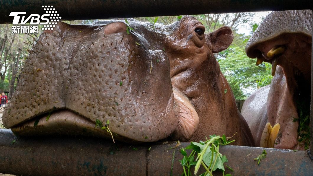 印度動物園傳出河馬奪命意外。（示意圖／Shutterstock達志影像）