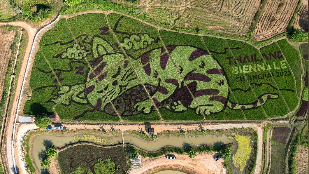 Chiang Rai rice fields turn artistic with cat-shaped crops (Reuters) Chiang Rai rice fields turn artistic with cat-shaped crops