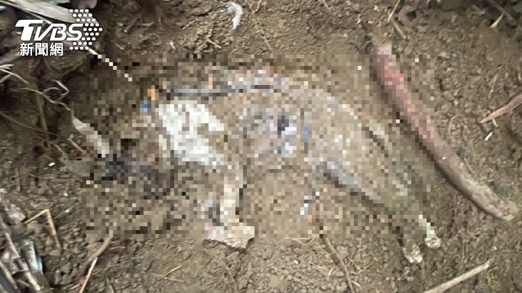 北市動保處於信義區尋獲五具疑似遭虐死的貓屍。（圖／台北市動保處提供）