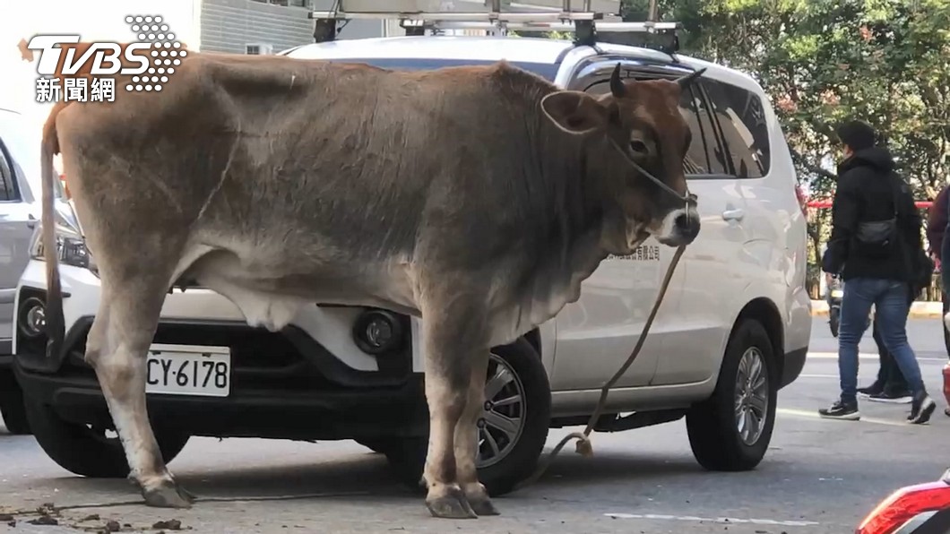 Roaming cow causes minor Christmas traffic disruption (TVBS News) Roaming cow causes minor Christmas traffic disruption