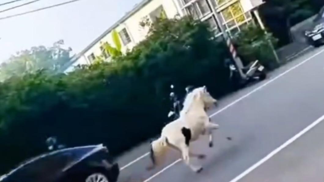 保生東路上一匹白馬正逆向在道路上狂奔。（圖／翻攝自社會事新聞影音）