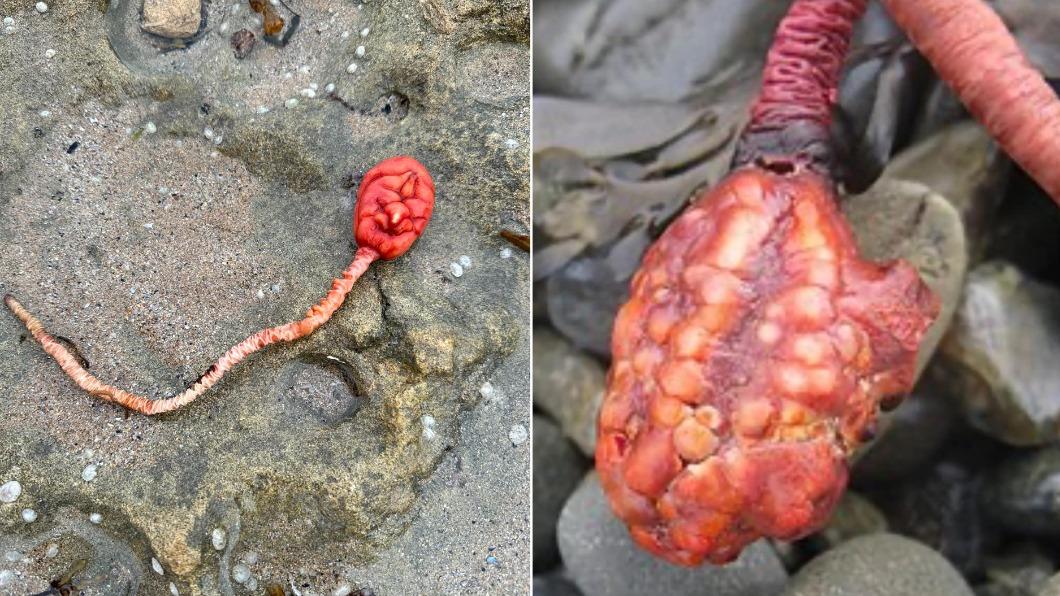 澳洲有名女子在海灘發現外形詭異、酷似外星人的紅色生物。（圖／翻攝自Facebook@Field Naturalists Club of Victoria）