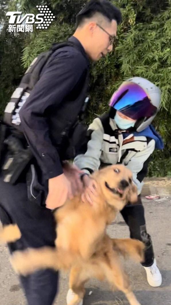 走失的黃金獵犬熱情地撲向員警。(圖/TVBS)