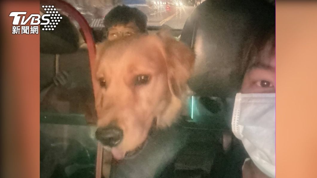 走失的狗狗相當親人。(圖/TVBS)