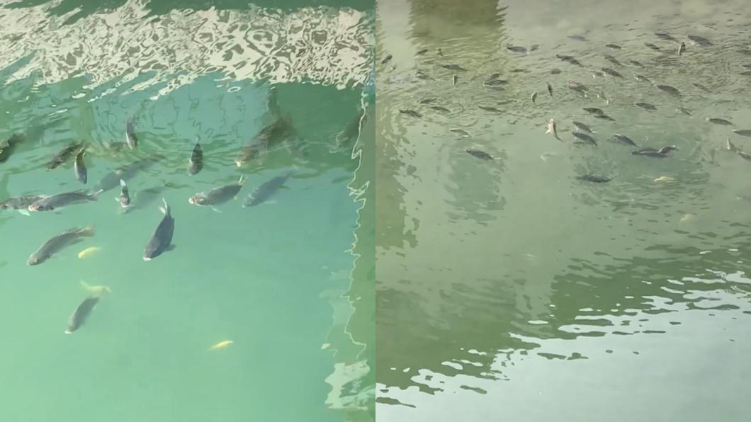 網友見日月潭台灣鯛「浮水面」，擔心是地震前兆。（圖／翻攝自莊涼火臉書）