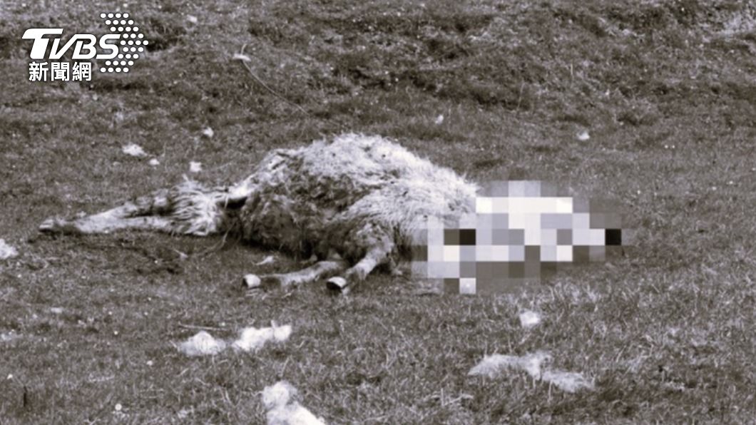 英國農場主發現14頭羊被人惡意開車輾殺。（示意圖／Shutterstock達志影像）