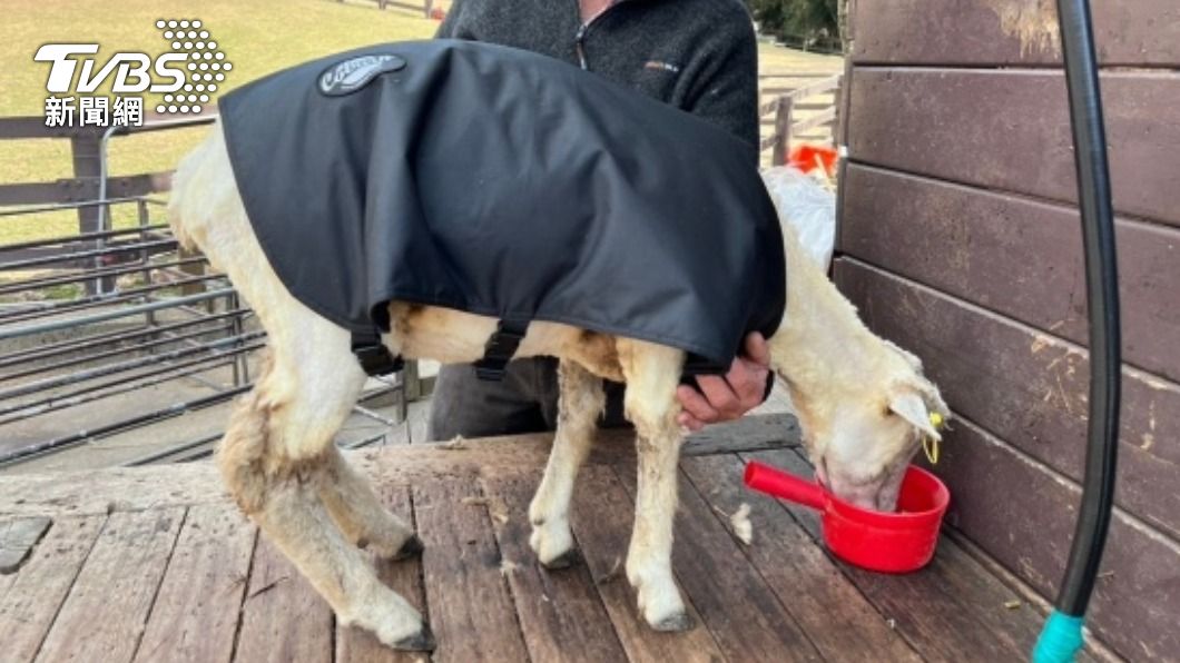 寒流來襲，清境農場綿羊穿上保暖衣。（圖／清境農場提供）