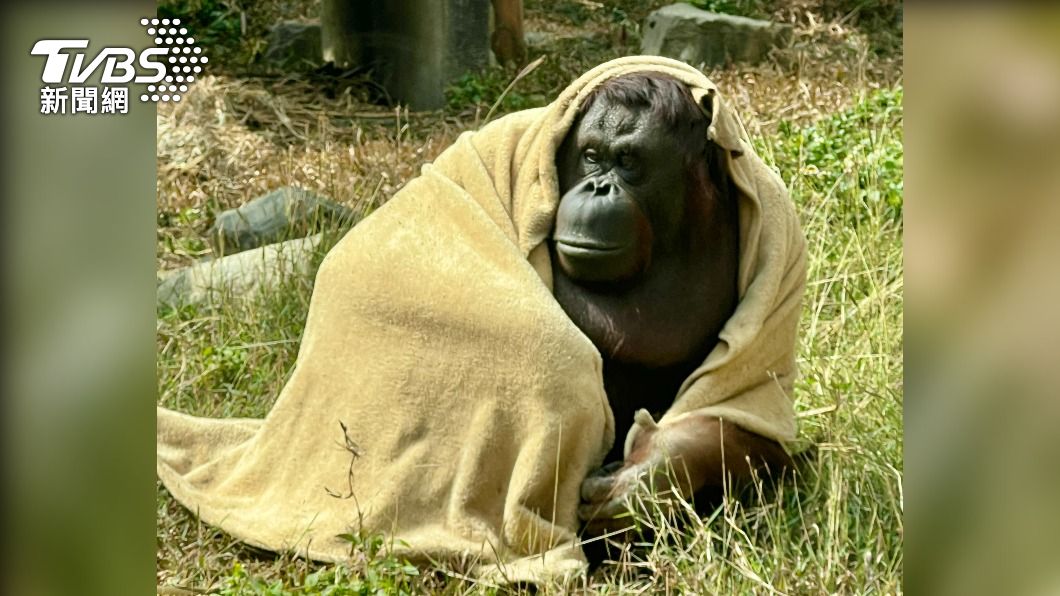 紅毛猩猩「咪咪」將毛毯往身上披。（圖／壽山動物園授權提供）