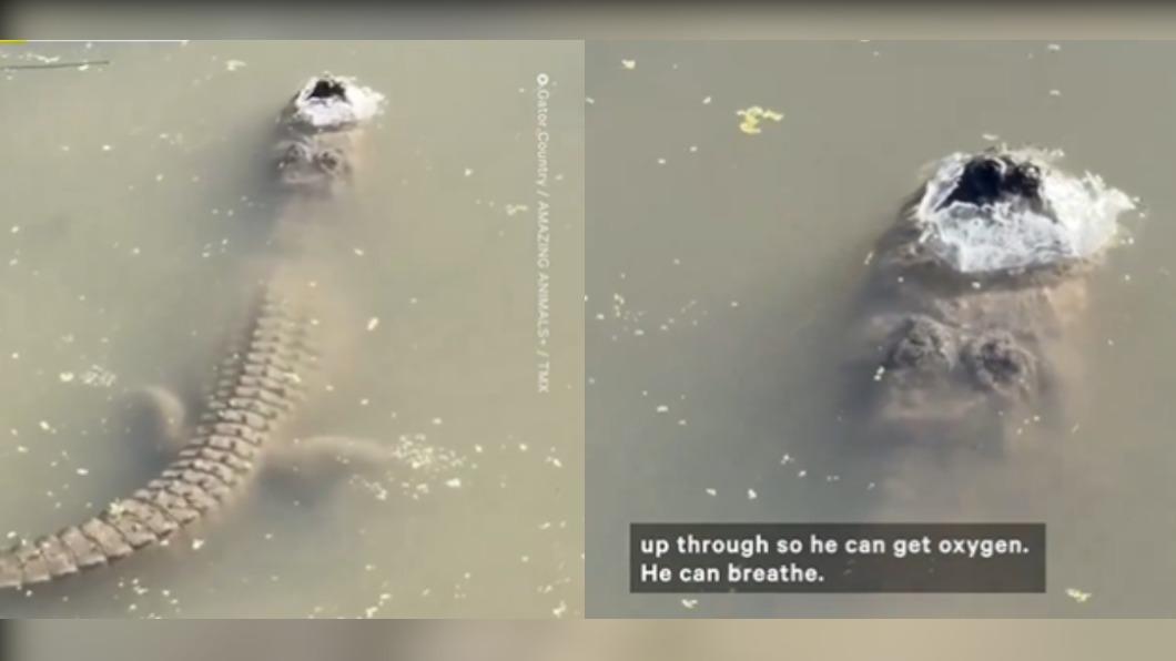 美國急凍湖中驚見「冰封鱷魚」。（圖／翻攝自 X）