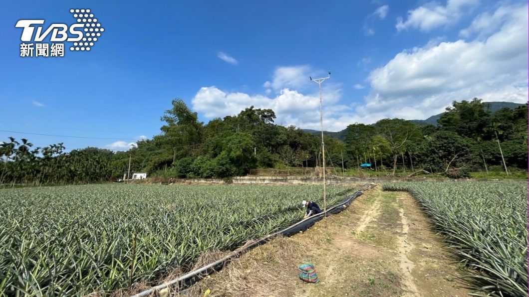 縣府積極推動草鴞棲地保護及復育。（圖／TVBS）