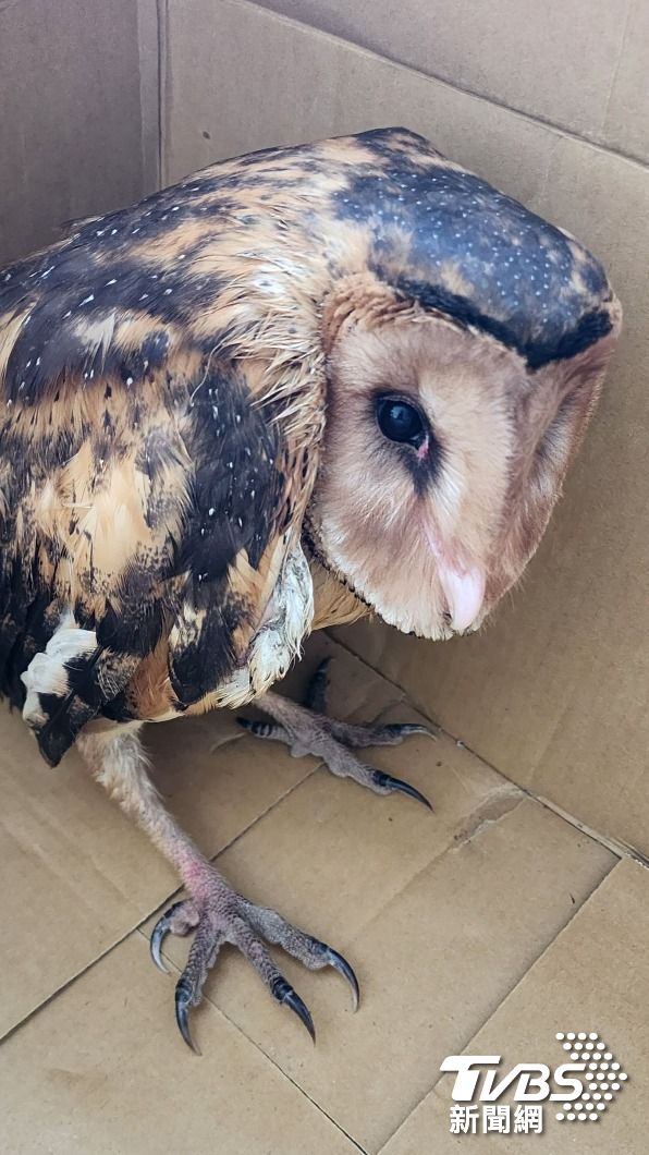 草鴞臉上的羽色是咖啡色，又有明顯的「愛心形狀蘋果臉」。（圖／TVBS）