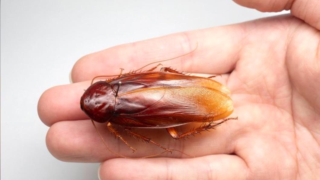  Japanese scientist discovers new cockroach species in Taiwan
