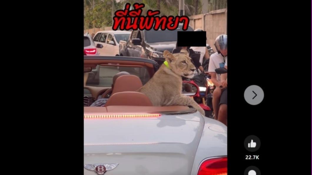 泰國芭達雅街頭出現幼獅搭賓利，影片在TikTok爆紅，卻讓飼主遭起訴。（圖／翻攝自TikTok影片）