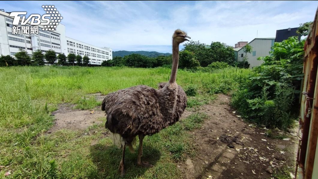 新北樹林驚見「鴕鳥保護區」。（圖／動保處提供）