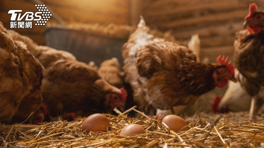 美國加州地區正遭受禽流感疫情肆虐，迫使農場緊急撲殺超過百萬隻雞，也使蛋價飆翻至歷史新高點。（圖／達志影像Shutterstock）