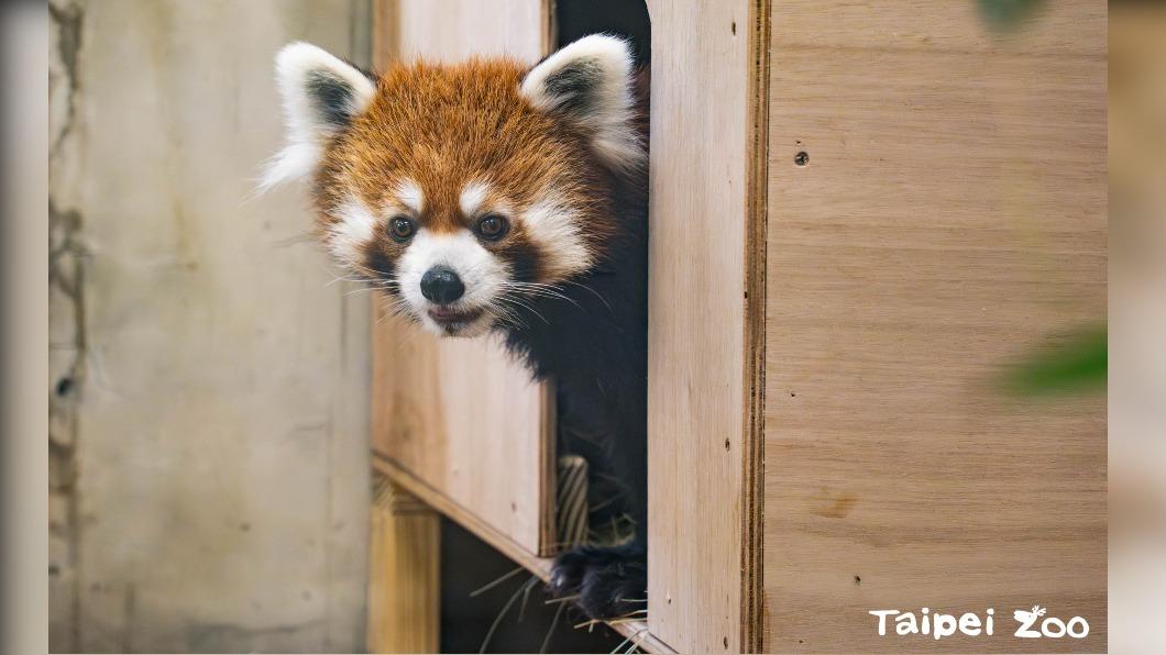 台北市立動物園再添1名新成員。（圖／翻攝自台北市立動物園 官網）