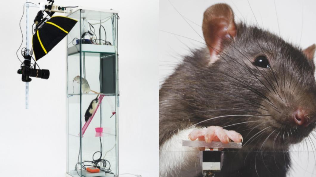 老鼠為吃糖自拍成癮，與人類為獲得關注使用社群媒體上癮的狀況相似。（圖／翻攝自《CNN》）