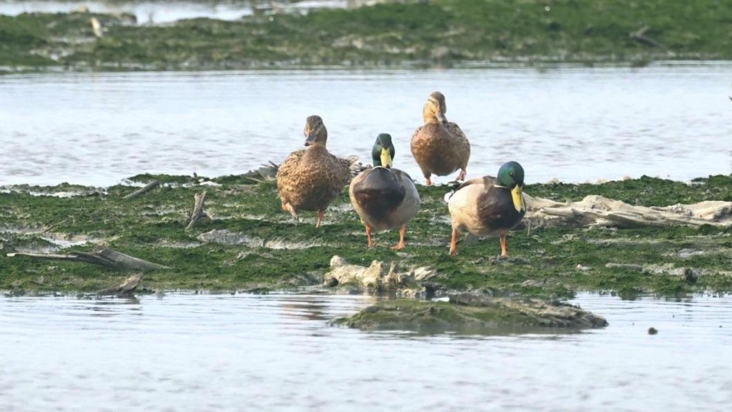 冬候鳥如黑面琵鷺、魚鷹、綠頭鴨等都現蹤淡水河。（圖／水利署第十河川分署提供）