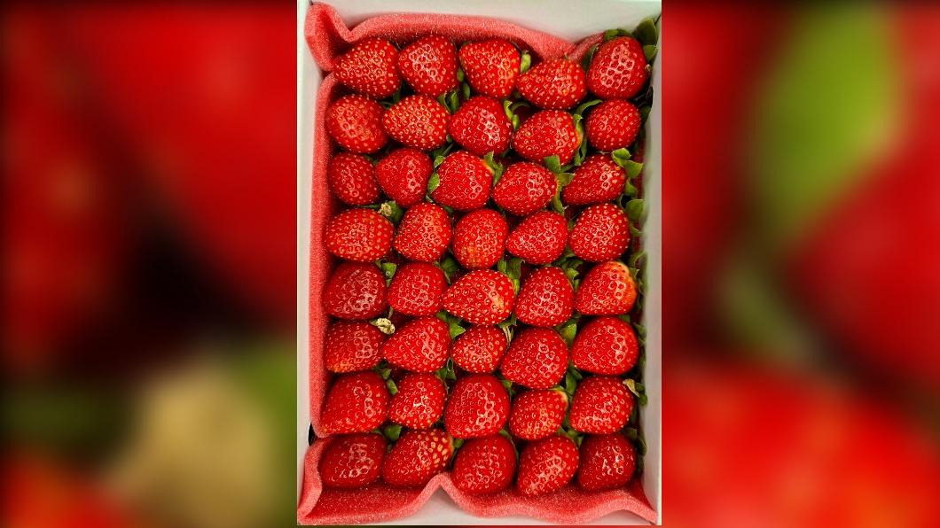 今年草莓受蟲害及天氣影響產量銳減。（圖／市場業者提供）