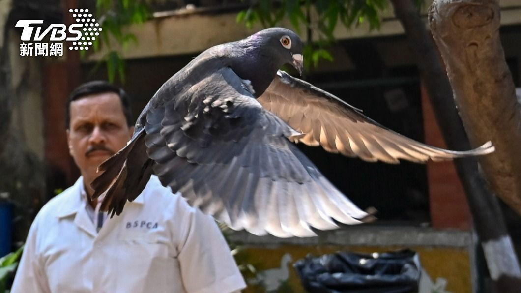 因為腳上有不知名中文，鴿子被印度警方當成「間諜」拘留8個月。（圖／達志影像美聯社）