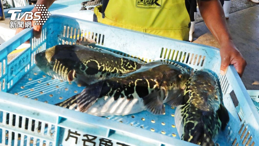 有劇毒的河豚，在日本卻被視為一種「珍稀美食」。（圖／達志影像美聯社）