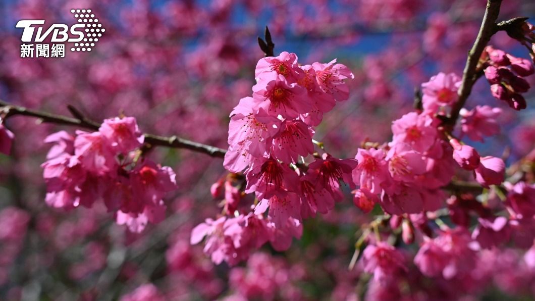 草嶺石壁的櫻花逐漸盛開。（圖／TVBS）