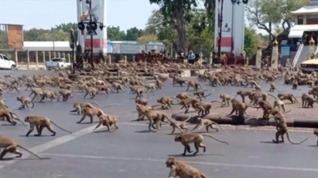 泰國城市猴群肆虐。（圖／翻攝自Ｘ＠reporter99999）