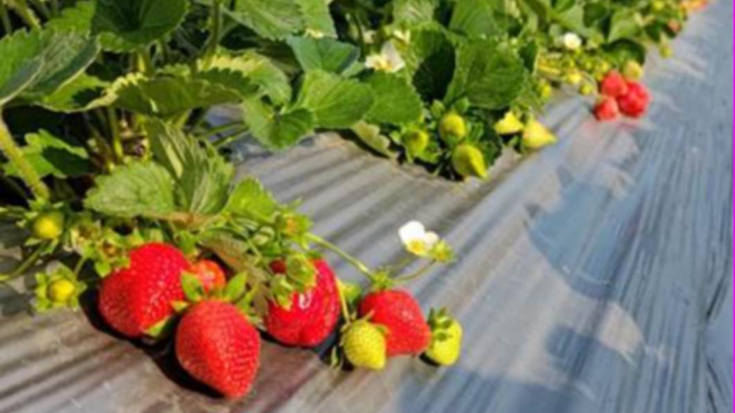 苗栗大湖草莓正盛產中。（圖／農業部提供）
