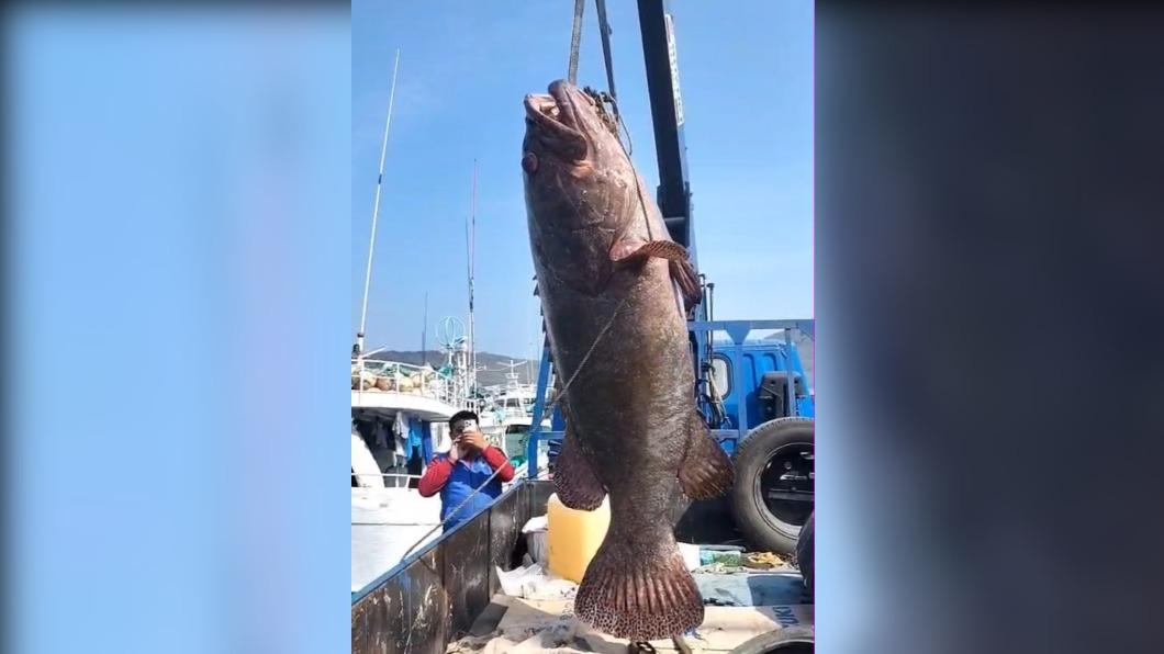 小琉球漁民意外釣到一尾約170台斤的野生石斑，現場隨即以新台幣逾6萬元售出。（圖／中央社）