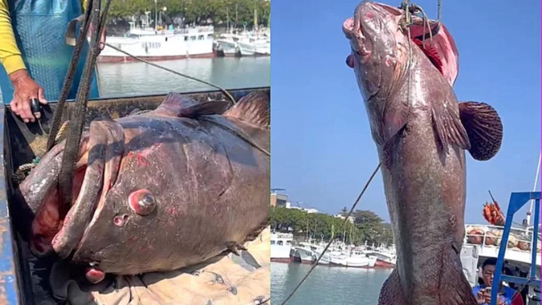 Fisherman lands 102kg grouper, scores big at market (Courtesy of a reader) Fisherman lands 102kg grouper, scores big at market