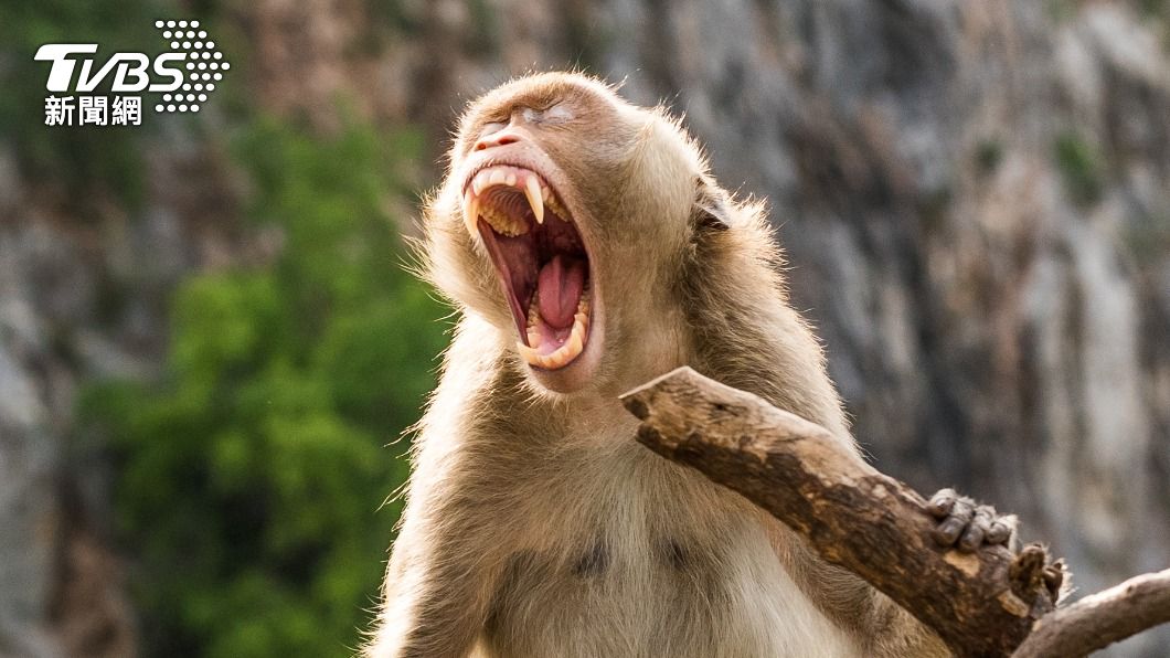 感染猴子熱的患者可能會出現腦神經損傷、嚴重嘔吐和腸胃出血等重症。（示意圖／達志影像Shutterstock）