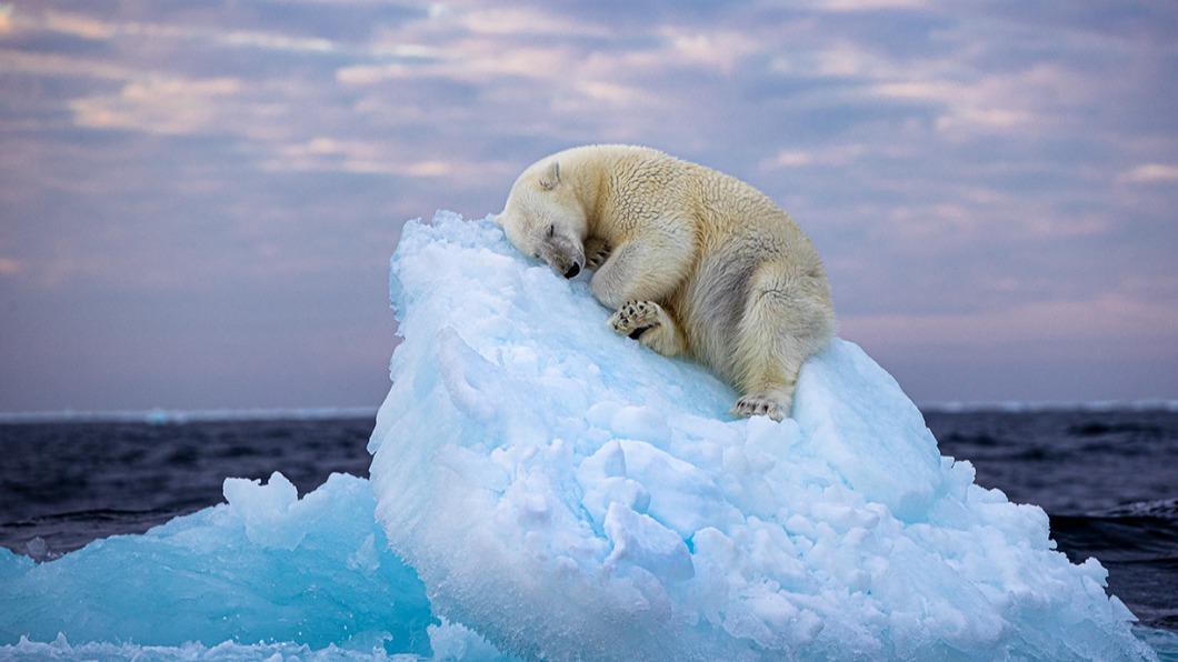 英國業餘攝影師拍下北極熊睡在冰山上的照片。（圖／翻攝自Facebook@Wildlife Photographer of the Year）