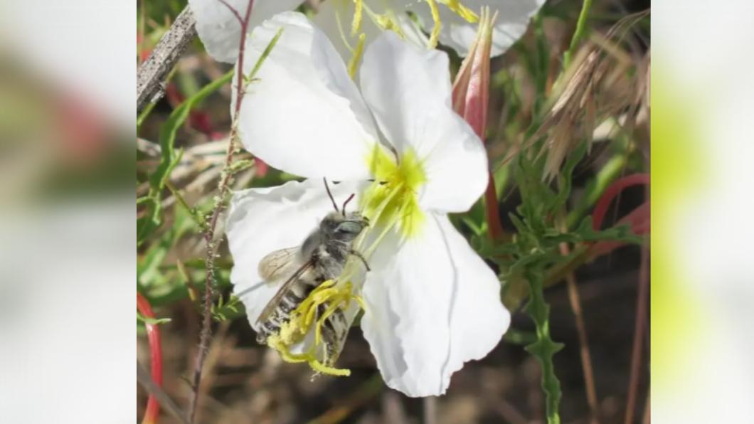 在超過24萬種有記錄的開花植物中，約75%需昆蟲協助授粉。（圖／翻攝自《紐約郵報》）