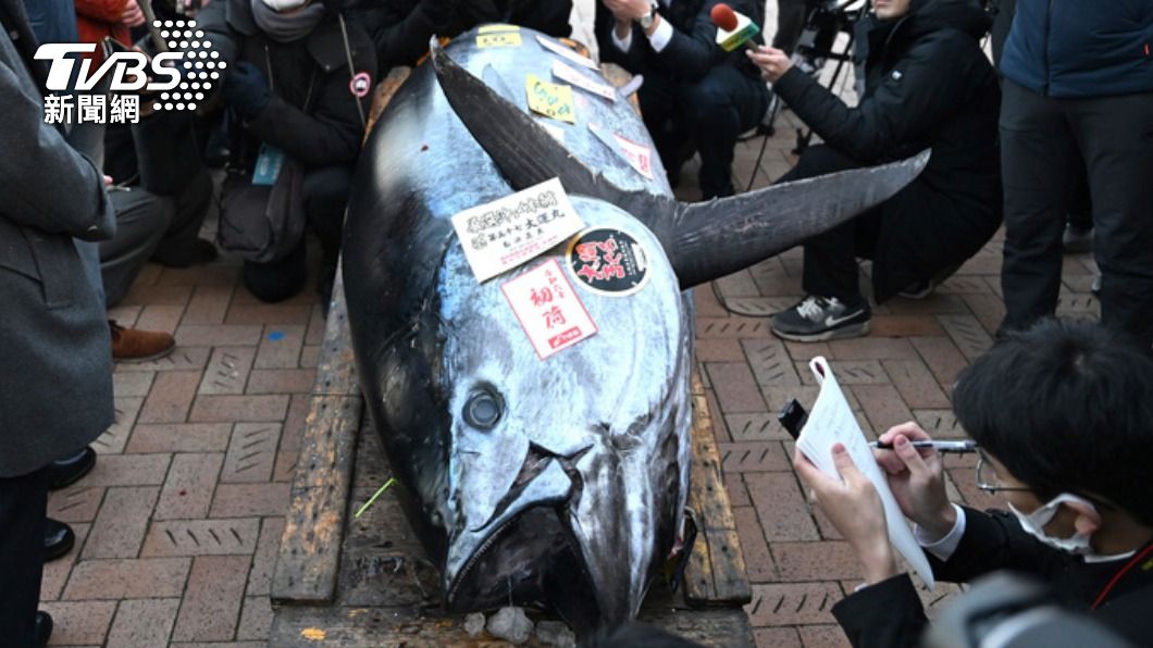 日本豐州市場2024開春競標，青森縣大間產的黑鮪魚連續13年拍出最高價。（圖／達志影像美聯社）
