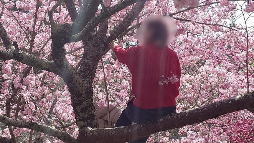 大媽爬上櫻花樹拍照。（圖／翻攝自武陵農場臉書）