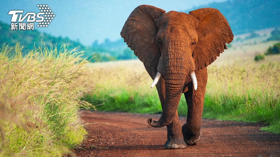 南非野生動物園的大象突然抓狂！（示意圖／shutterstock達志影像）