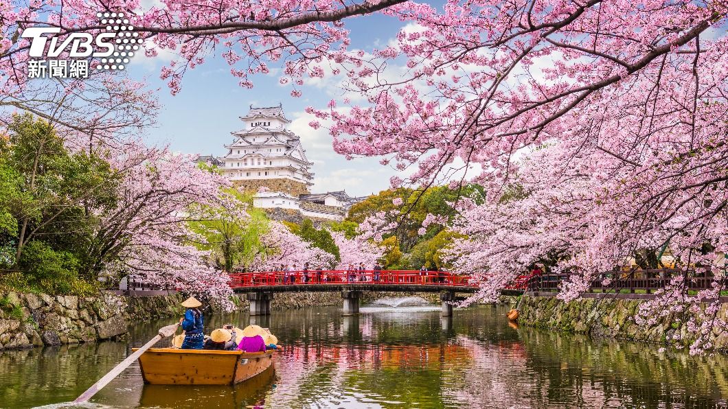 日本春季姬路城櫻花。（圖／達志影像Shutterstock）