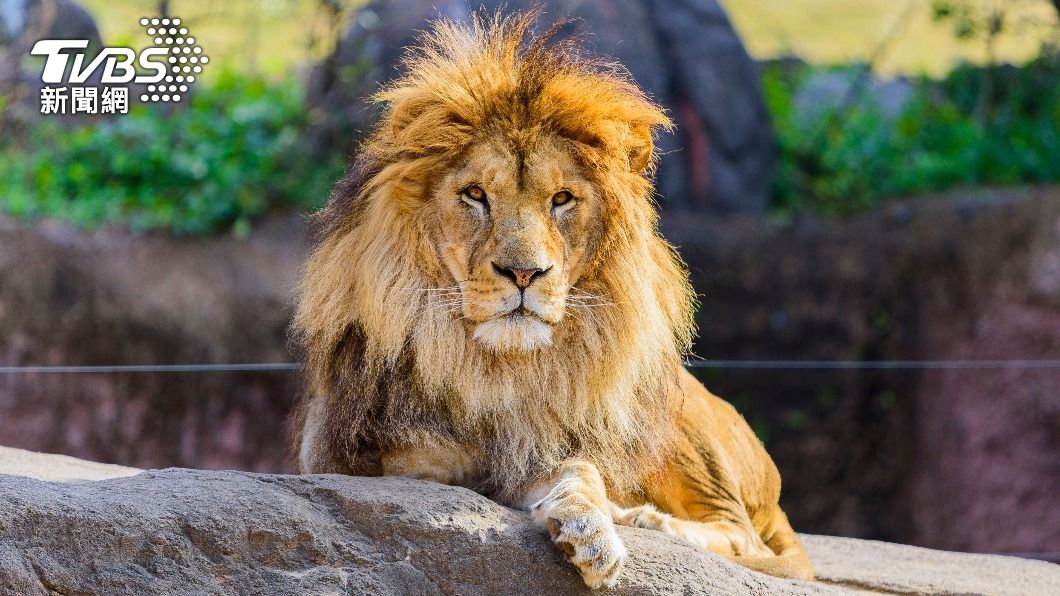 印度一名男子想與動物園獅子自拍，結果竟遭對方活活咬死。（示意圖，與本事件無關／shutterstock達志影像）