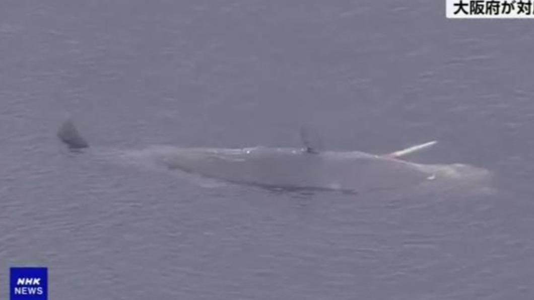 受困在大阪灣的一頭鯨魚經確認後宣告死亡，將評估處置方式。（圖／翻攝自NHK）