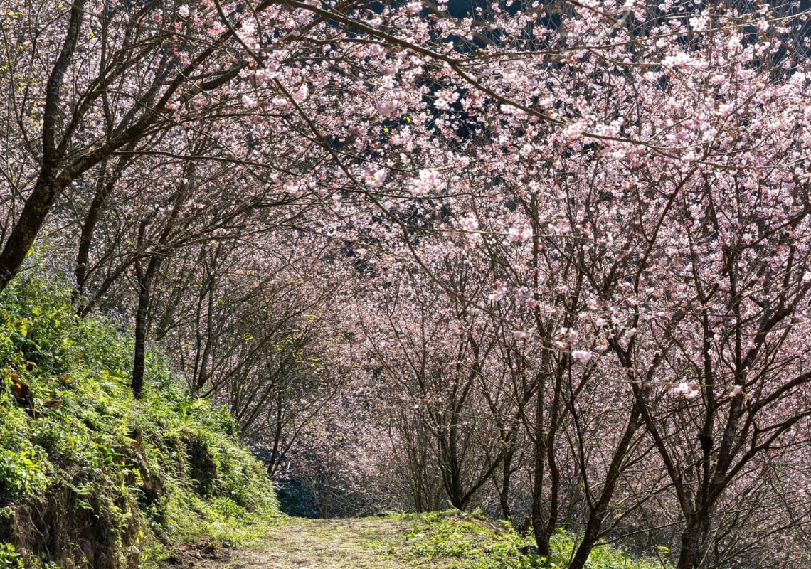 大熊櫻花林有多個不同品種的櫻花，從1月到3月都有絕美的花景。（圖／三峽大熊櫻花林臉書）