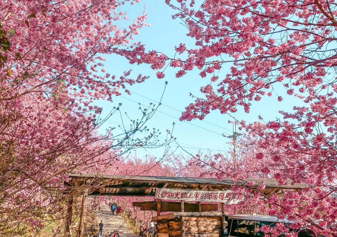 每年2月至3月，司馬庫斯部落都可以看見大片美麗的櫻花林。（圖／司馬庫斯臉書）